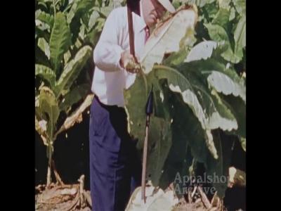 Men harvesting tobacco (silent)