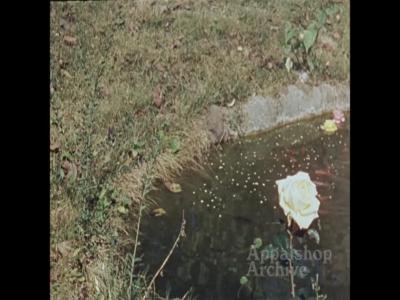 Home movie of women with flower garden; River baptism (silent) (baptism out of focus)