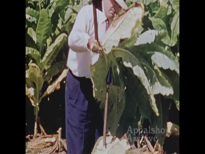 Men harvesting tobacco (silent)