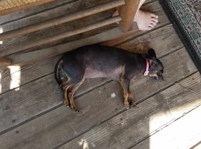 Dog sleeping on a porch