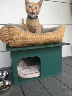 Kitten on a porch