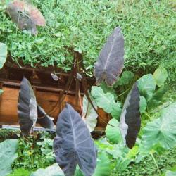 Purple-leaf plant in home garden