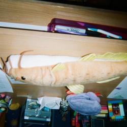 Plush toy catfish on a desk