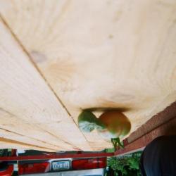 Tomato and cucumber on wooden flatbed.