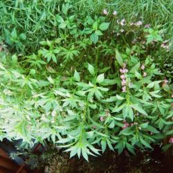 Garden wildflower bush