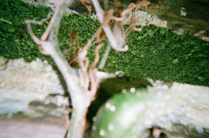 Photo of green lawn with plants in foreground