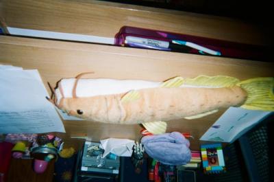 Plush toy catfish on a desk