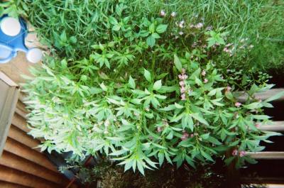 Garden wildflower bush
