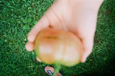 Hand holding a garden tomato