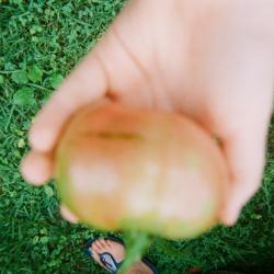 Hand holding a garden tomato