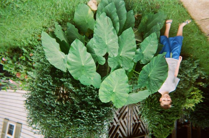Boy standing beside large leaf plant