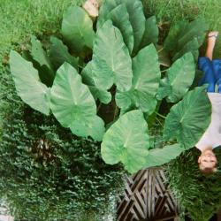 Boy standing beside large leaf plant
