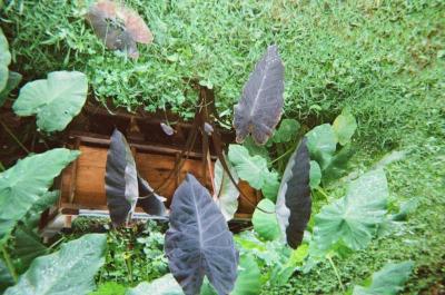 Purple-leaf plant in home garden