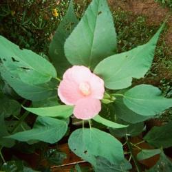 Close up of plant with pink flower