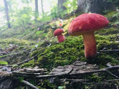 Mushrooms on Pine Mountain Trail