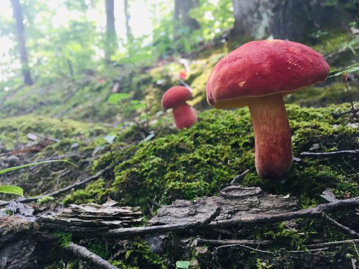 Mushrooms on Pine Mountain Trail