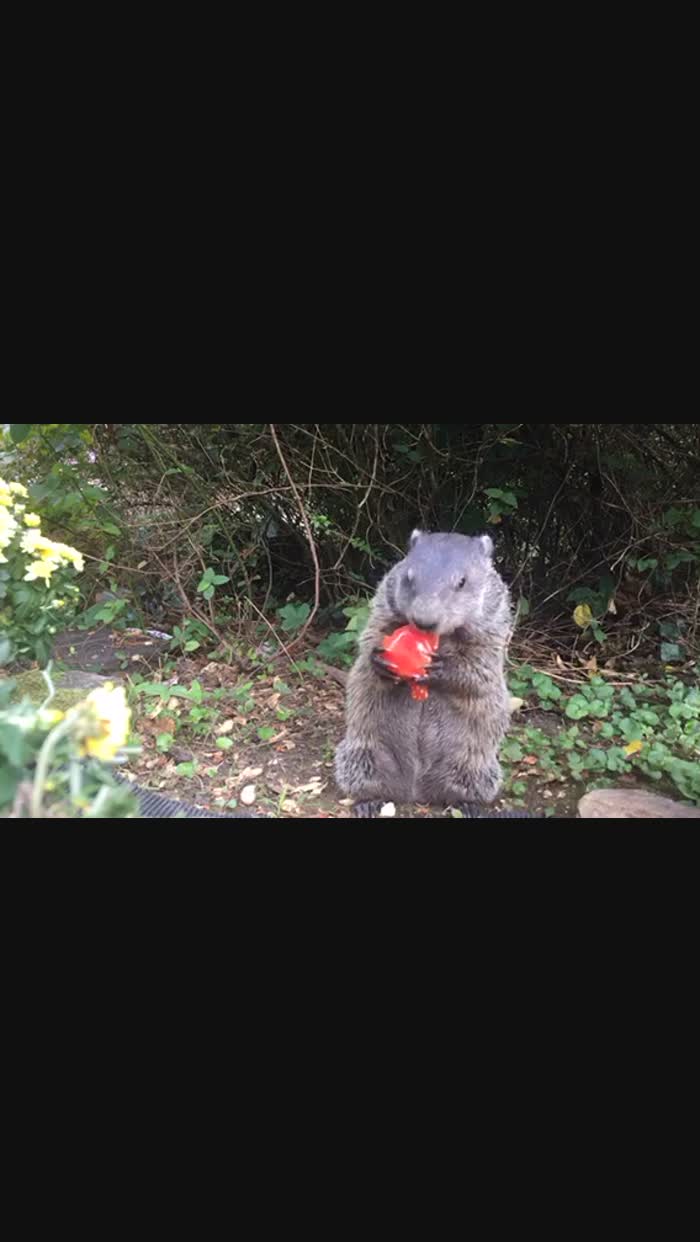 Daisy the groundhog