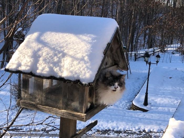 Roxie's Penthouse