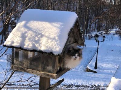 Roxie's Penthouse