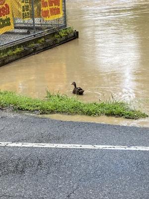 Duck in flood waters near Bentley 