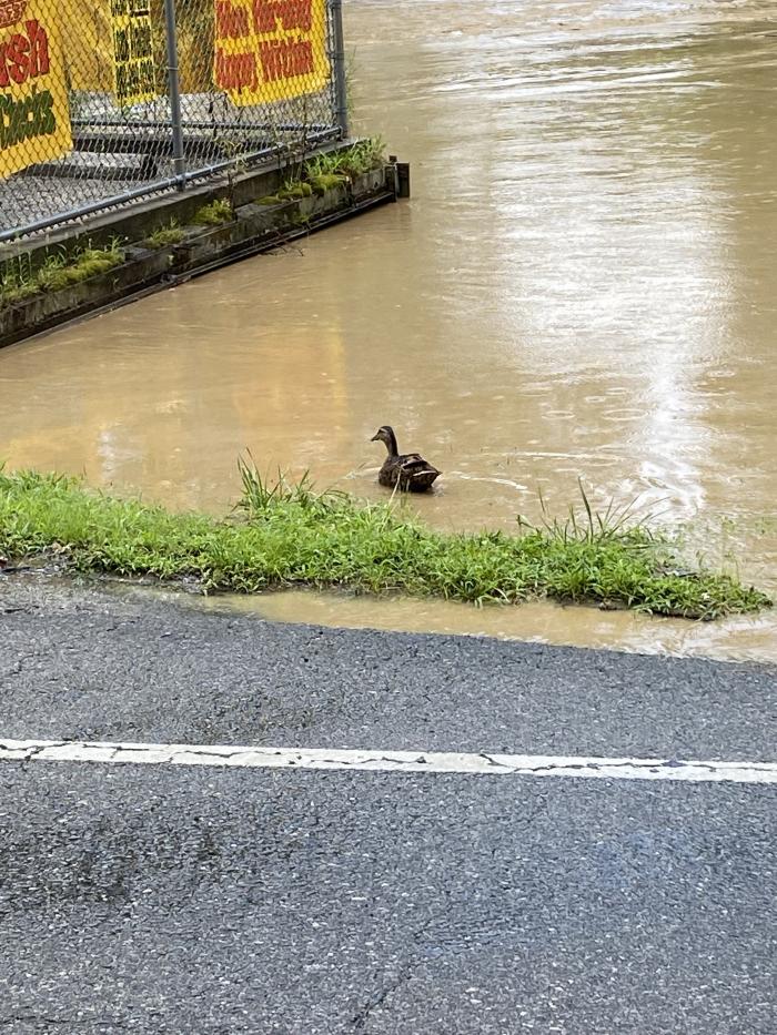 Duck in flood waters near Bentley 