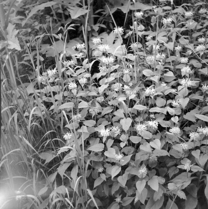 Four butterflies in a patch of flowering plants