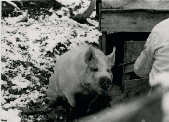 Woodrow Cornett: Letcher County Butcher