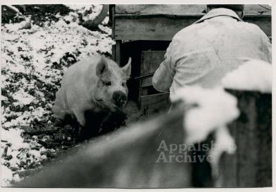 Production still, hog and man - Woodrow Cornett:  Letcher Co. Butcher
