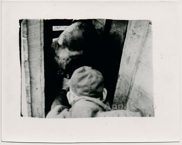 Production still, hog and back of man's head [Woodrow Cornett] - Woodrow Cornett:  Letcher Co. Butcher