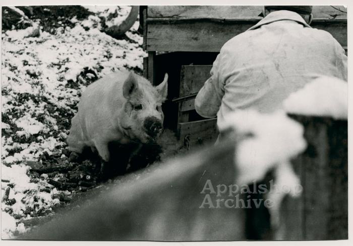 Production still, hog and man - Woodrow Cornett:  Letcher Co. Butcher